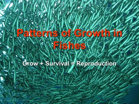 Patterns of Growth in Fishes Grow + Survival = Reproduction.