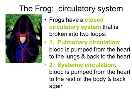 The Frog: circulatory system Frogs have a closed circulatory system that is broken into two loops: 1. Pulmonary circulation: blood is pumped from the heart.