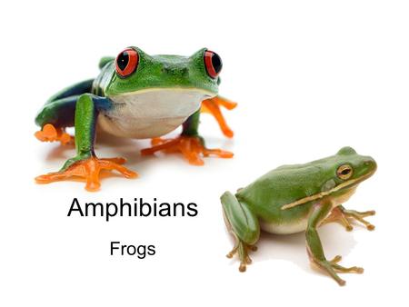 Amphibians Frogs. Anatomy Vocabulary Body SystemsBody Systems – Digestive System, Nervous System, Circulatory System, Excretory System, Muscular System,
