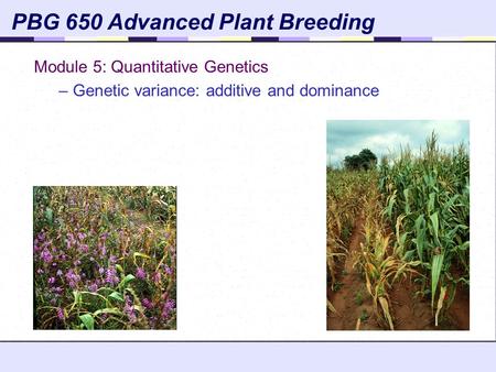 PBG 650 Advanced Plant Breeding Module 5: Quantitative Genetics – Genetic variance: additive and dominance.