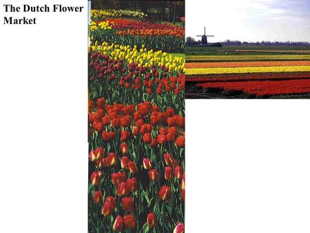 The Dutch Flower Market. Plantation Agriculture Governments in core countries set quotas for imports & subsidize domestic production Large scale cash.