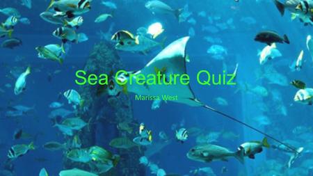 Sea Creature Quiz Marissa West. Table Of Contents What Type of Sting Ray Can Breach (jump out of) the Ocean? Which Animal is Most Closely Related to the.