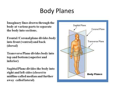 Body Planes Imaginary lines drawn through the body at various parts to separate the body into sections. Frontal /Coronal plane divides body into front.