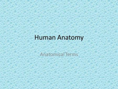 Human Anatomy Anatomical Terms.