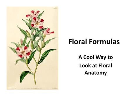 A Cool Way to Look at Floral Anatomy