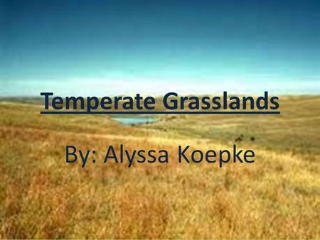 Temperate Grasslands By: Alyssa Koepke. Temperate Grasslands Temperate Grasslands: large, rolling terrains of grasses, flowers, and herbs.