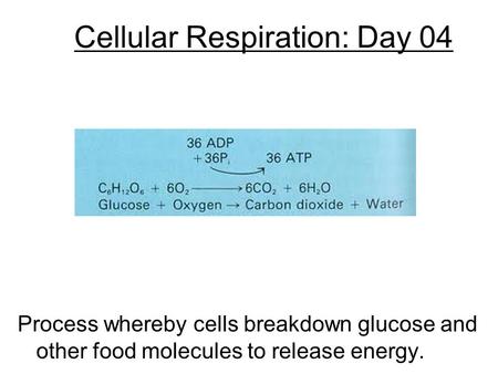 Cellular Respiration: Day 04