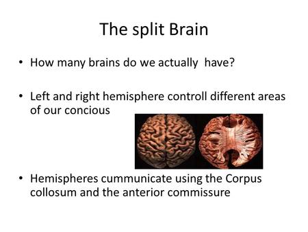 The split Brain How many brains do we actually have? Left and right hemisphere controll different areas of our concious Hemispheres cummunicate using the.