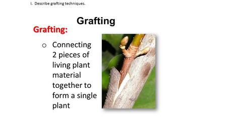 Grafting I. Describe grafting techniques.Grafting: o Connecting 2 pieces of living plant material together to form a single plant.