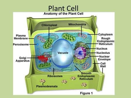 Plant Cell.