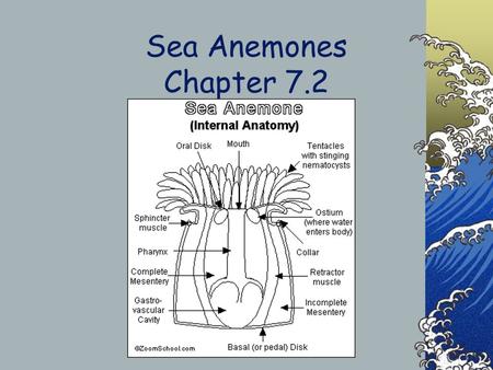 Sea Anemones Chapter 7.2. Sea Anemone Traits Although sea anemones look like flowers, they are predatory animals. These invertebrates have no skeleton.