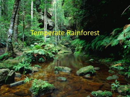 Temperate Rainforest.