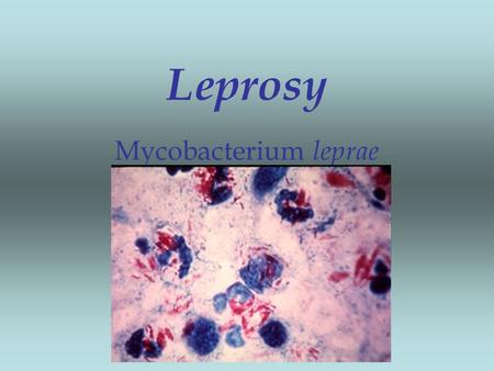 Leprosy Mycobacterium leprae.