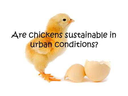 Are chickens sustainable in urban conditions?. Contents Slide 1 Title Slide 2 Contents Slide 3 Key Questions Slide 4-6 What do chickens eat? Slide 7 Who.
