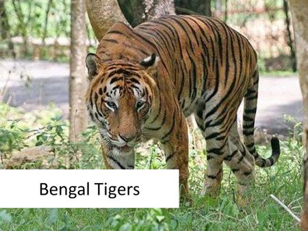 Bengal Tigers. What kind of animal are they? Tigers are the largest members of the cat family and are renowned for their power and strength. Scientific.