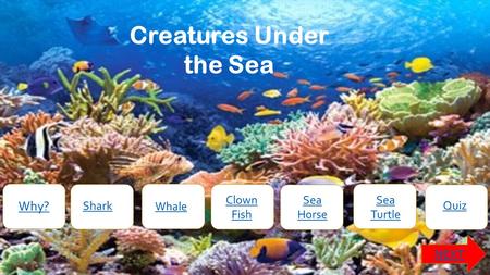 Creatures Under the Sea Why? NEXT Shark Whale Clown Fish Sea Horse Sea Turtle Quiz.