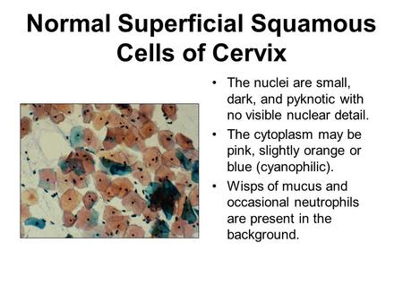Normal Superficial Squamous Cells of Cervix