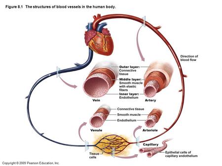 Figure 8.1 The structures of blood vessels in the human body.