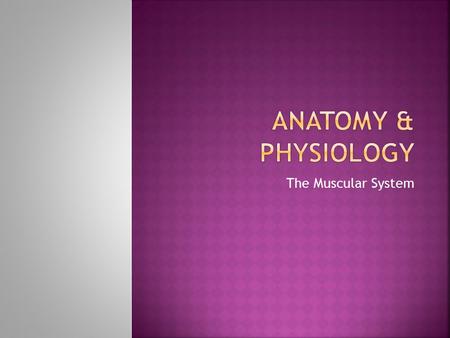 Anatomy & Physiology The Muscular System.