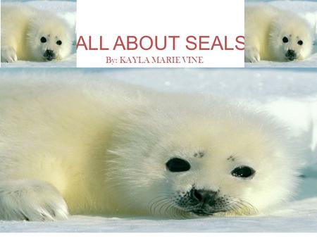ALL ABOUT SEALS By: KAYLA MARIE VINE.