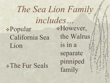 The Sea Lion Family includes…  Popular California Sea Lion  The Fur Seals 1  However, the Walrus is in a separate pinniped family.