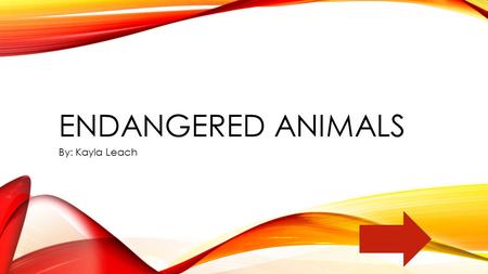 ENDANGERED ANIMALS By: Kayla Leach. TeacherStudent Please Click the bubble that applies to you.