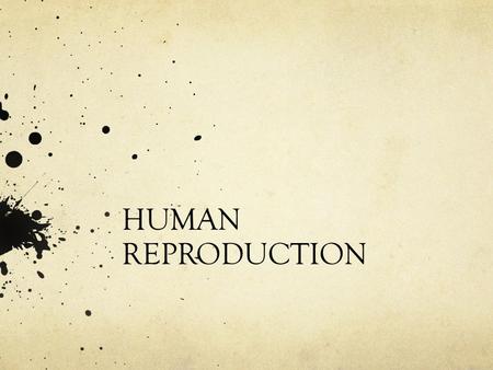 HUMAN REPRODUCTION. THE MALE REPRODUCTIVE SYSTEM.