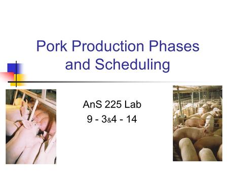 Pork Production Phases and Scheduling AnS 225 Lab 9 - 3 & 4 - 14.