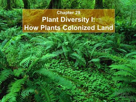 Chapter 29 Plant Diversity I: How Plants Colonized Land.