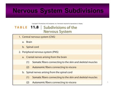 1 Nervous System Subdivisions. 2 11.6: Peripheral Nervous System Cranial nerves arising from the brain Somatic fibers connecting to the skin and skeletal.