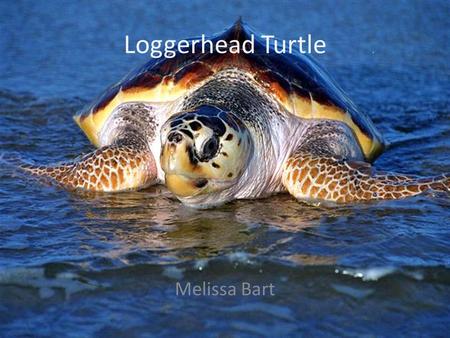 Loggerhead Turtle Melissa Bart. Habitat Hatchlings live in debris in open ocean drift lines and then migrate to the shallower coastal waters. Adults live.