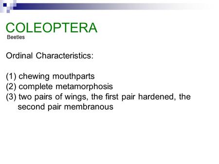 COLEOPTERA Ordinal Characteristics: (1) chewing mouthparts