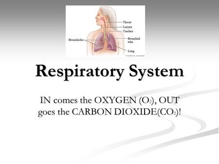 Respiratory System IN comes the OXYGEN (O 2 ), OUT goes the CARBON DIOXIDE(CO 2 )!