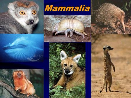 Mammalia.