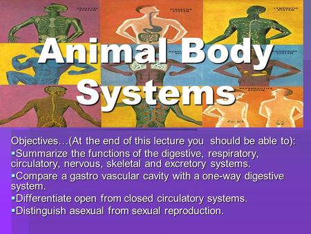 Animal Body Systems Objectives…(At the end of this lecture you should be able to):  Summarize the functions of the digestive, respiratory, circulatory,