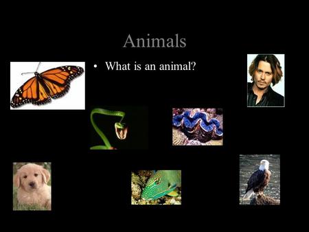 Animals What is an animal?.