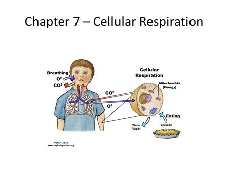 Chapter 7 – Cellular Respiration. Pathways I. Glycolysis and Fermentation A.Harvesting Chemical Energy 1. Glycolysis – biochemical pathway in which glucose.