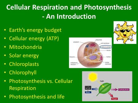 Cellular Respiration and Photosynthesis - An Introduction