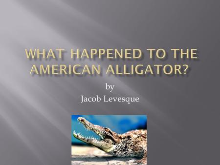 By Jacob Levesque.  Yes, the American alligator is indeed still living.