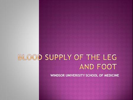 Blood supply of the leg and foot