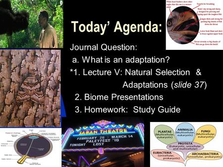 Today’ Agenda: Journal Question: a. What is an adaptation? *1. Lecture V: Natural Selection & Adaptations (slide 37) 2. Biome Presentations 3. Homework: