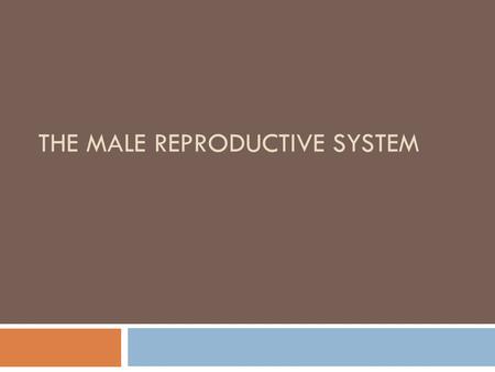 THE MALE REPRODUCTIVE SYSTEM. Male Reproductive System  External  Scrotum  Penis  Glans Penis  Foreskin  Internal  Testes  Epididymis  Vas Deferens.