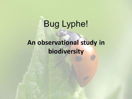 Bug Lyphe! An observational study in biodiversity.