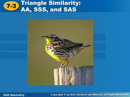 Triangle Similarity: AA, SSS, and SAS 7-3 Holt Geometry.