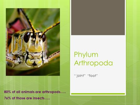 Phylum Arthropoda “ joint” “foot” 80% of all animals are arthropods…..