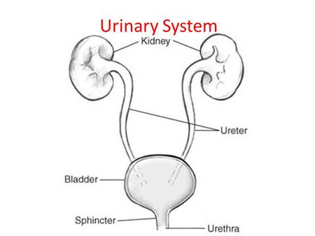Urinary System. Kidney Transplant https://www.youtube.com/watch?v=wBBlJh1v IZc https://www.youtube.com/watch?v=wBBlJh1v IZc.