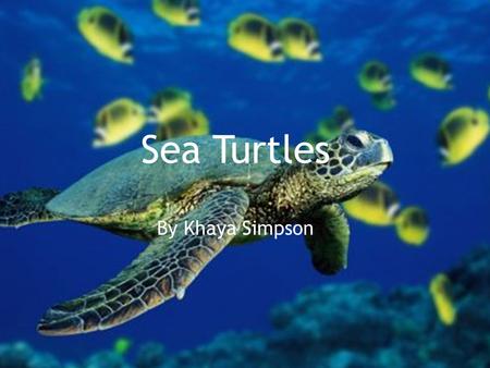 Sea Turtles By Khaya Simpson. This powerpoint presentation is about sea turtles and why they are endangered and what you can do to help if you want to.