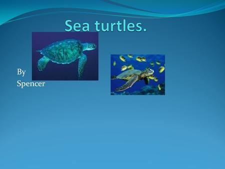 By Spencer. Endangered. Unfortanly sea turtles are endangered. This is why they die quickly. People like there shell.
