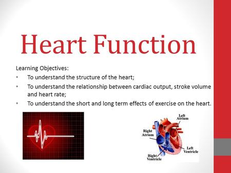Heart Function Learning Objectives: To understand the structure of the heart; To understand the relationship between cardiac output, stroke volume and.