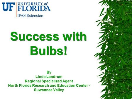 Success with Bulbs! By Linda Landrum Regional Specialized Agent North Florida Research and Education Center - Suwannee Valley.